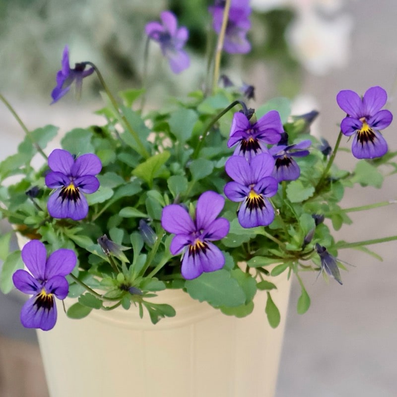 現品1点限り!!《今期がラスト》希少☆秋田さんの極小輪ビオラ「多摩の星空」<25-9>