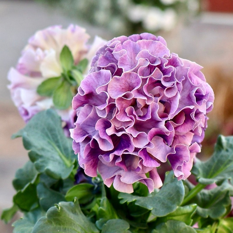 《画像の現品1点限り》スペシャルなサトウ園芸さんのパンジー・ローブ・ドゥ・アントワネット<120>