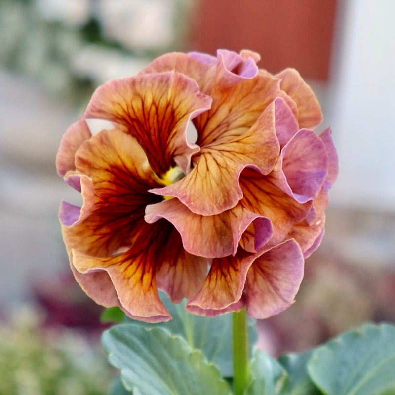 《画像の現品1点限り》スペシャルなサトウ園芸さんのパンジー・ローブ・ドゥ・アントワネット<121>