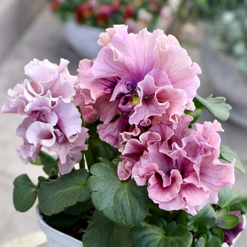 サトウ園芸さん育種「ローブドゥアントワネット」・2025年11月上旬ごろ