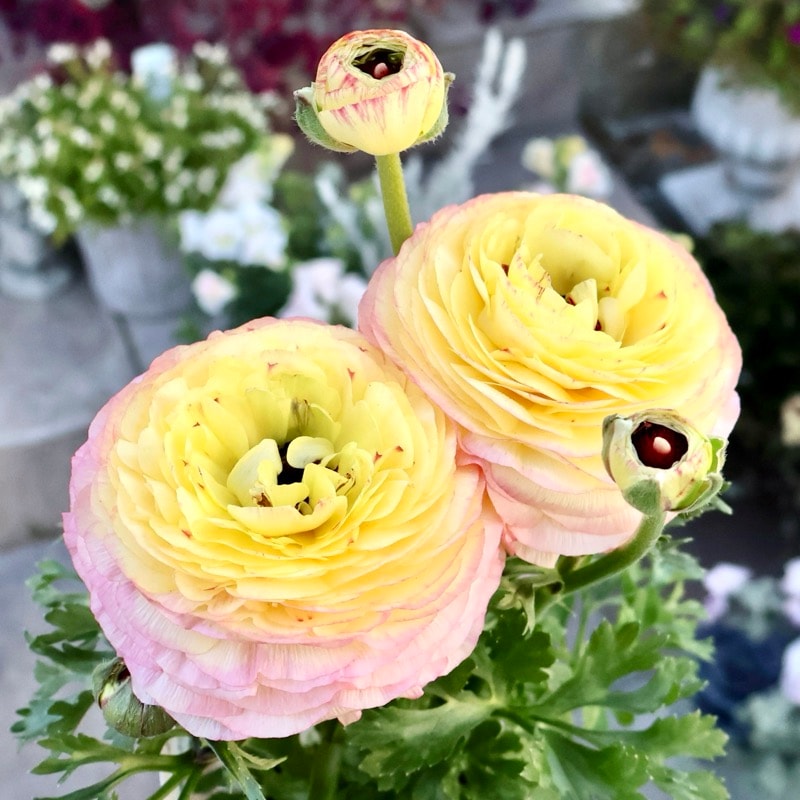 《現品1点限り》2年物のボリューム満点株♪ラナンキュラス「綾リッチ」9番(3.5号ポット)