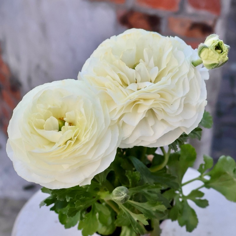 《現品1点限り》2年物のボリューム満点株♪ラナンキュラス「綾リッチ」10番(3.5号ポット)