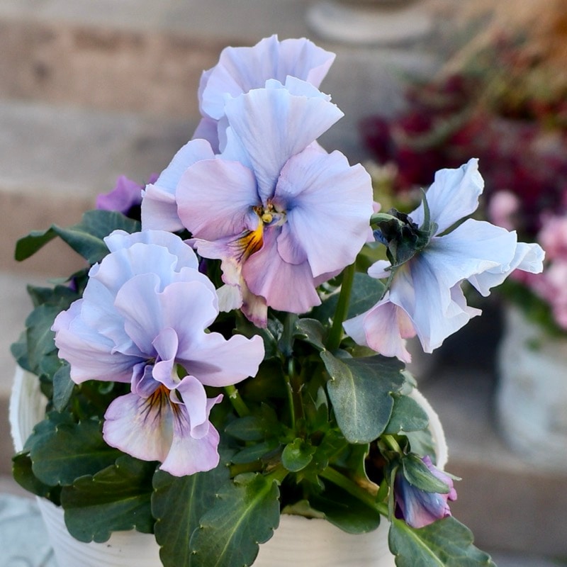 《画像の現品1点限り》 北島園芸さんのフリル咲きビオラ「ドレープ・シエナ」76番　