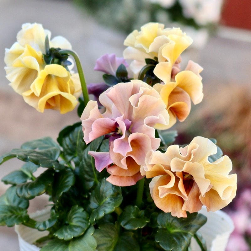 《画像の現品1点限り》 北島園芸さんのフリル咲きビオラ「ドレープ・シエナ」77番