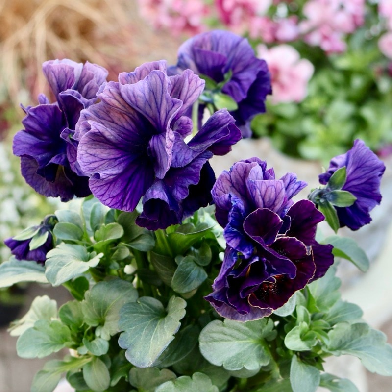 ＫＡ31♥フェデネージュ　クレープ♥花苗ポットごと♥ KA31♥フェデネージュ クレープ♥花苗ポットごと♥ KA31♥フェデ