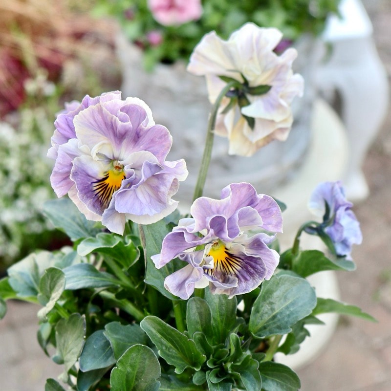 現品1点限り!! 超良株☆桂楓園さんのパンジー「フェデネージュ・クレープ」<27番>