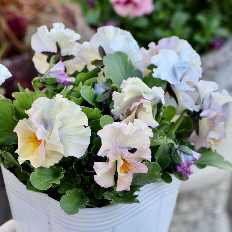 大人気 花日和ビオラ アイクルール 小さめ 24本セット 桐生ふぁ～む