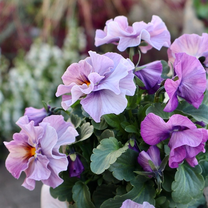 大人気 花日和ビオラ アイクルール 小さめ 24本セット 画像の現品1点