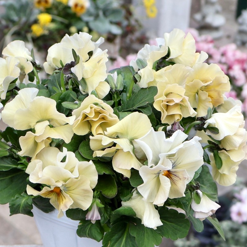 画像の現品1点限り★桐生ふぁ~む×花日和さんのビオラ「アイクルール」＜97番＞