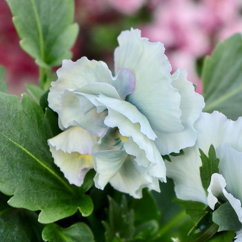 超希少☆限定入荷の試作品種《画像の現品1点限り》フリルパンジー