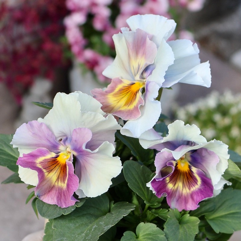 素敵な花苗とおしゃれなガーデニング雑貨｜ネット通販ショップ～風散歩～