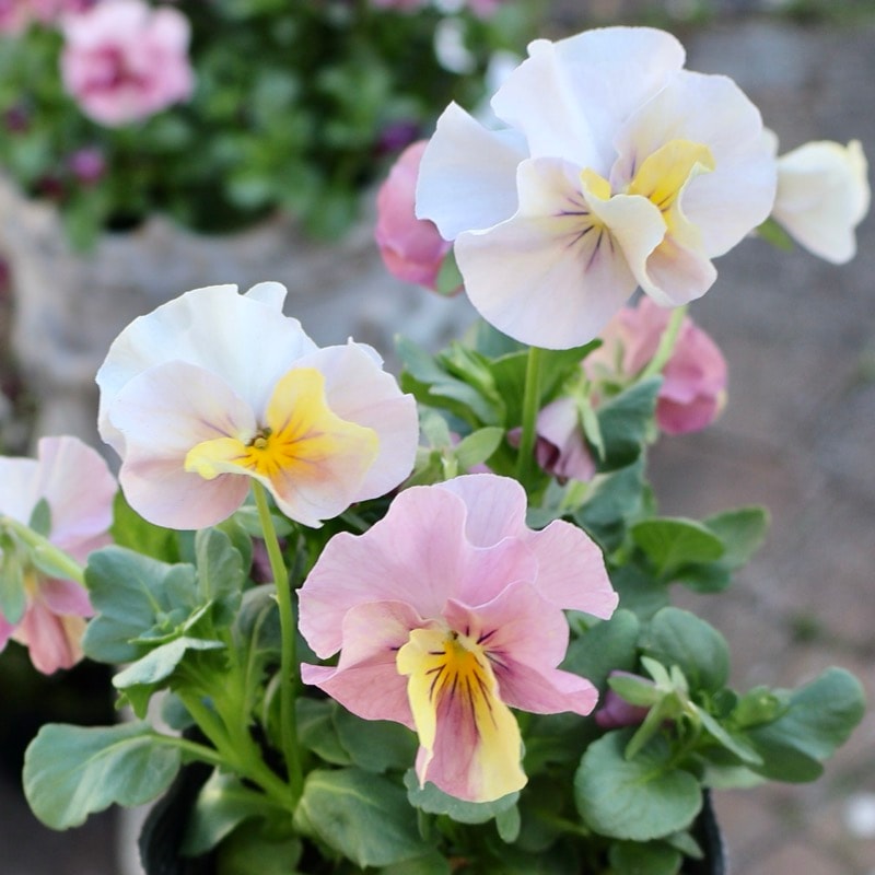 《25年秋-26年春NEW》画像で花色を選べる!!うえたビオラ「サンピラー」6番