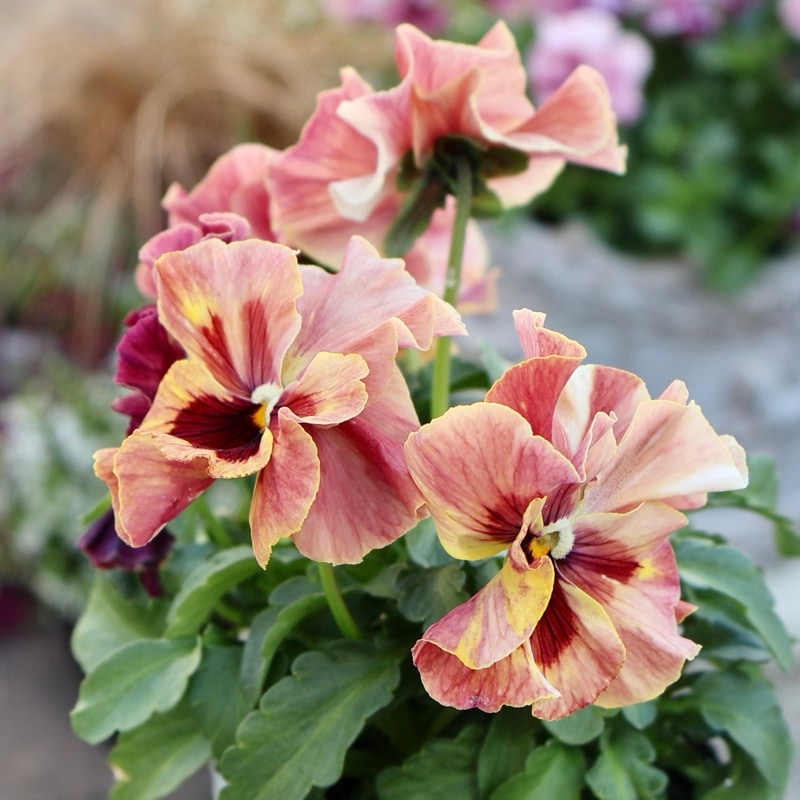 《画像の現品1点限り》うえたパンジー「春マンボー」60番