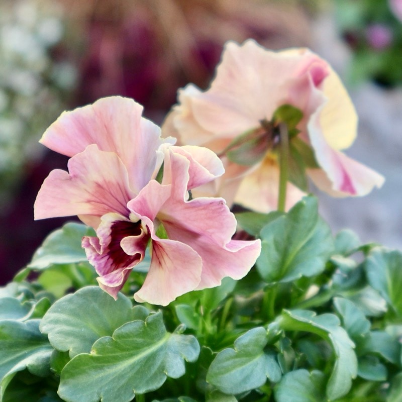 《画像の現品1点限り》うえたパンジー「春マンボー」61番