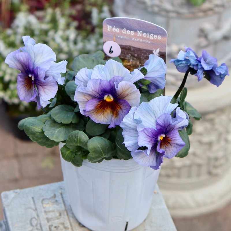 25年秋-26年春の新品種 》現品1点限り☆桂楓園さんのパンジー「フェデ