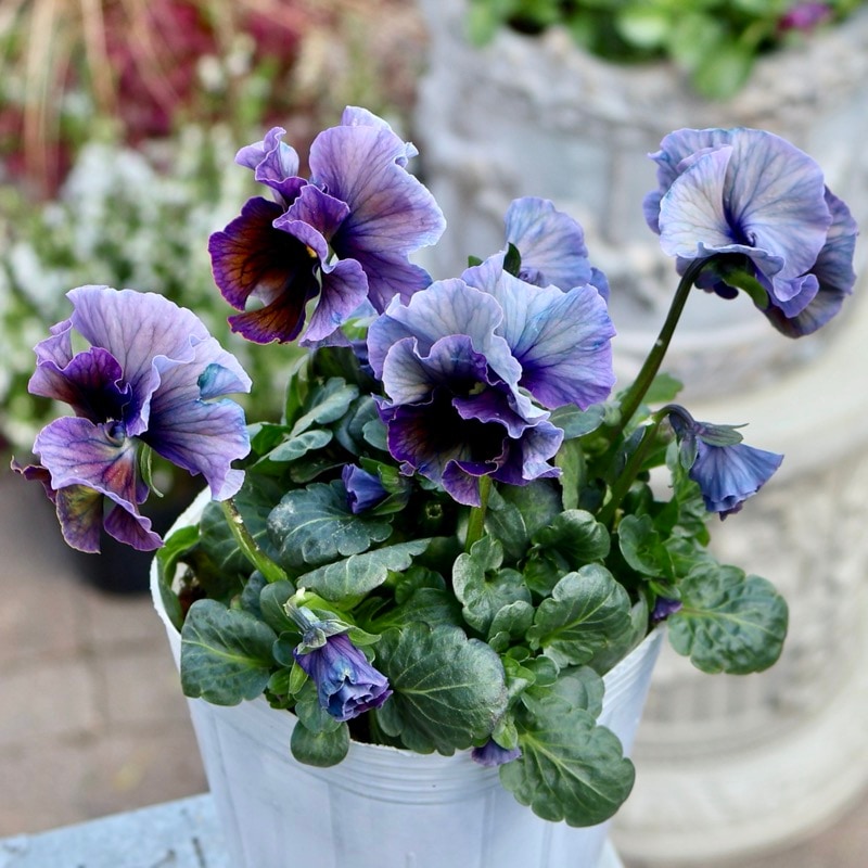 桂楓園さん育種「フェデネージュ・ボンソワレ」・～風散歩～