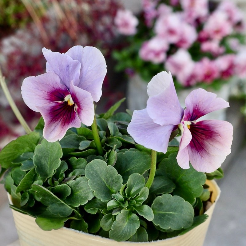 素敵な花苗とおしゃれなガーデニング雑貨｜ネット通販ショップ～風散歩～