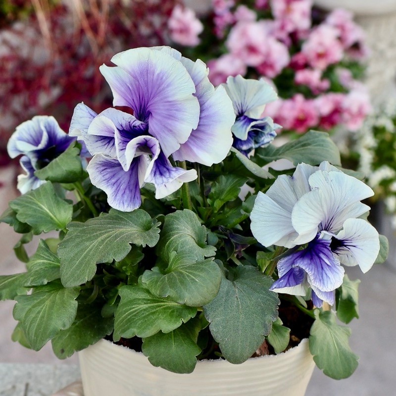 メーカー品種「パンジー」＆「ビオラ」・2025年11月ごろ販売開始・～風