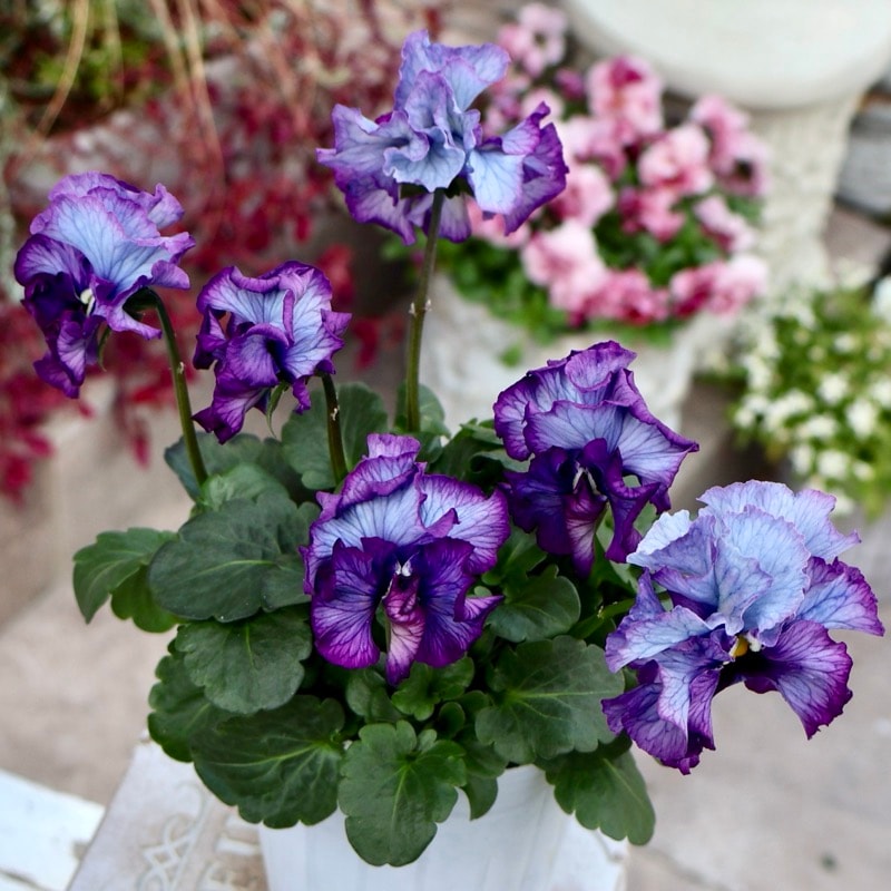 25年秋-26年春の新品種 》現品1点限り☆桂楓園さんのパンジー「フェデ