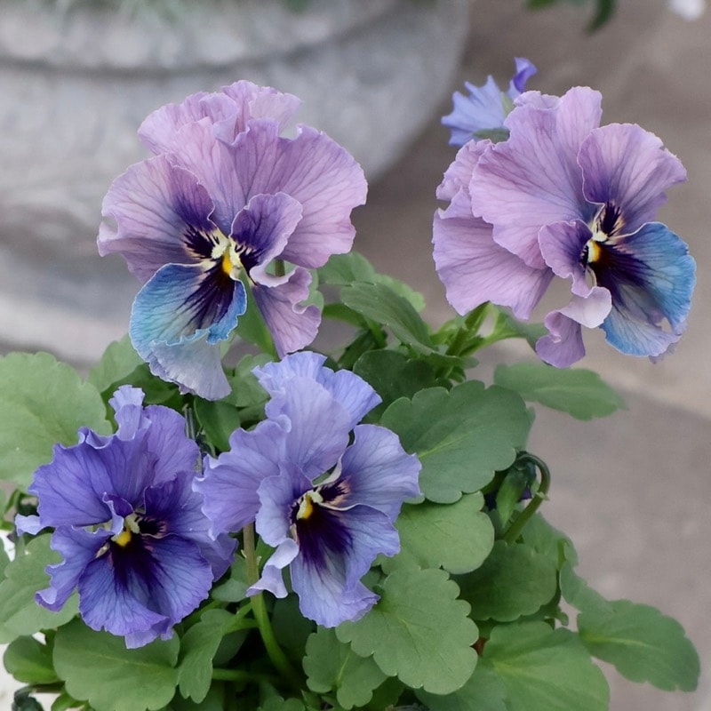 石川園芸さん育種「レディ」・～風散歩～