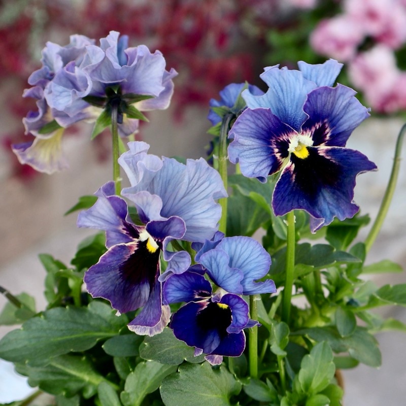 石川園芸さん育種「レディ」・～風散歩～