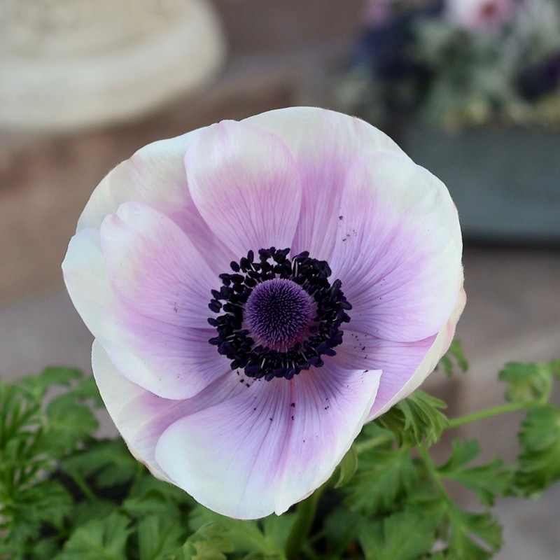 《画像で花色を選べる》2年生株のプレミアム二重(?)咲きアネモネ「パンドラ」58番