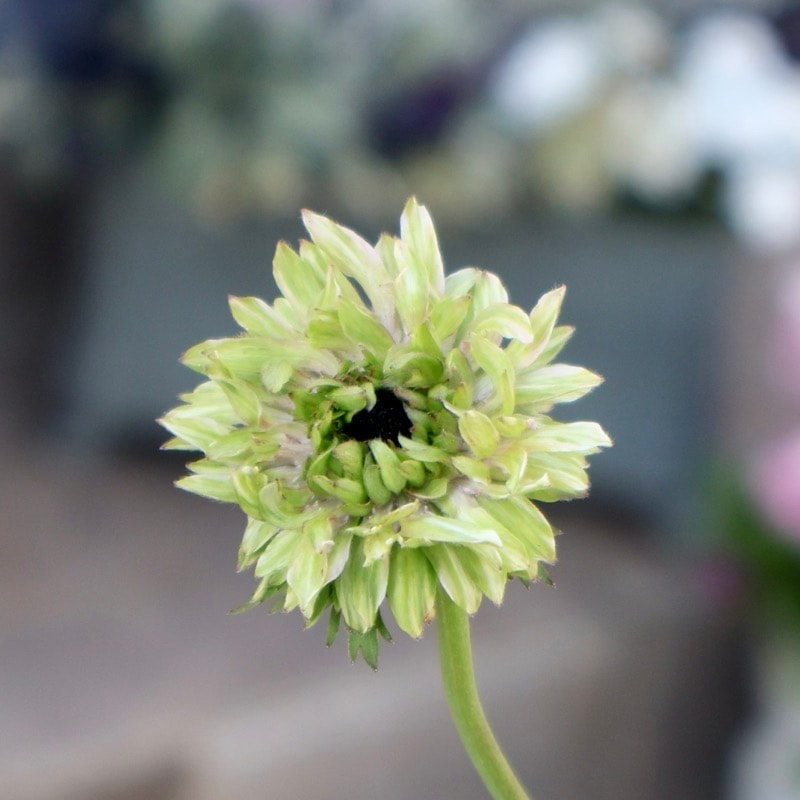 《画像で花色を選べる》2年生株のプレミアム八重咲きアネモネ「パンドラ」60番