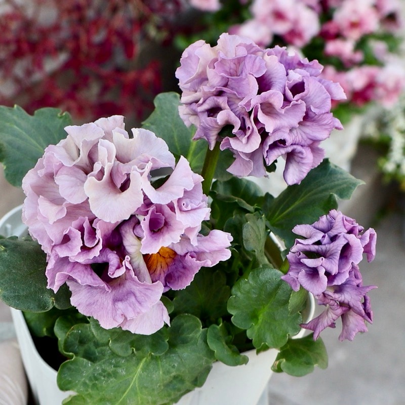 サトウ園芸さん育種「ローブドゥアントワネット」・2025年11月上旬ごろ