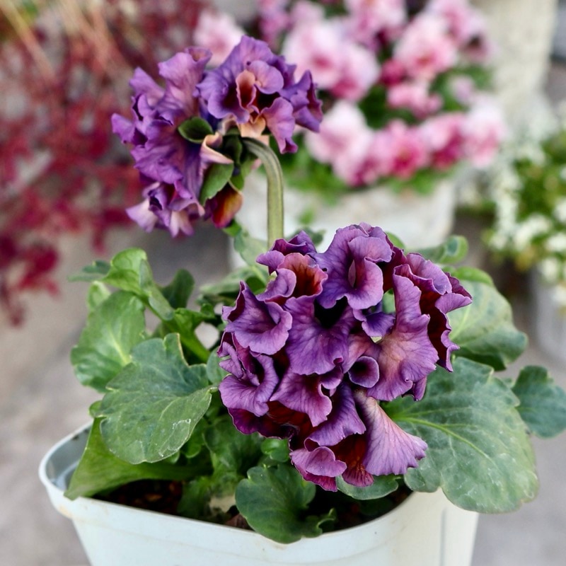 サトウ園芸さん育種「ローブドゥアントワネット」・2025年11月上旬ごろ