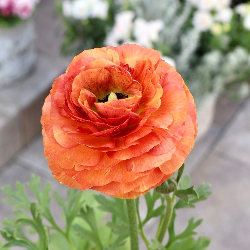 画像の現品1点限り》2色植えでお得♪うえたさんのラナンキュラス