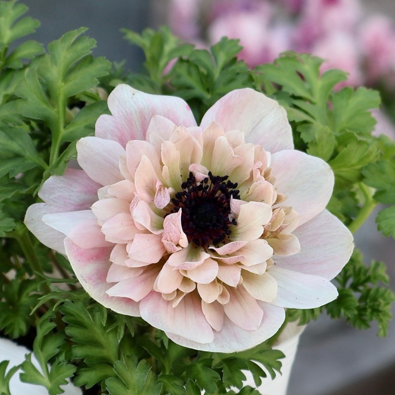 欲しい色が買える!!《画像の現品1点限り》八重咲きアネモネ「momo(もも)」1番