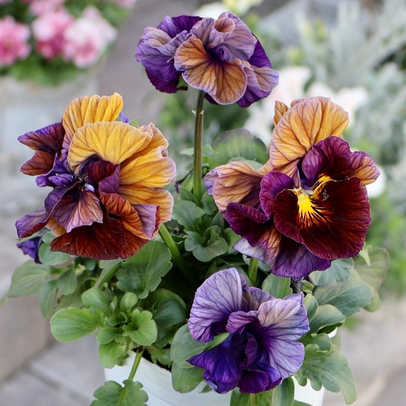 桂楓園さん育種「フェデネージュ・クレープ」・～風散歩～