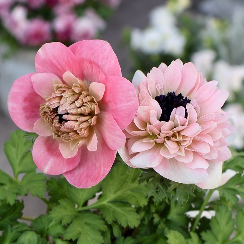 欲しい色が買える!!《画像の現品1点限り》八重咲きアネモネ「momo(もも)」2番