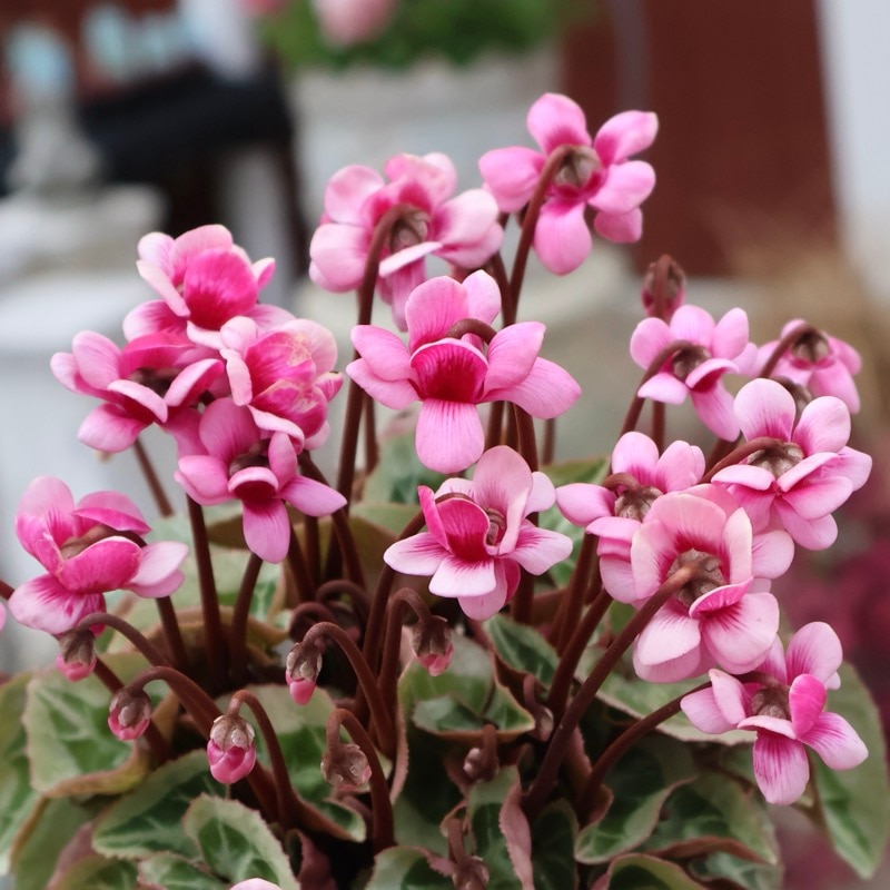 シクラメン|球根植物|ネット通販ショップ~風散歩~ シクラメン|球根植物|ネット通販ショップ~風散歩~