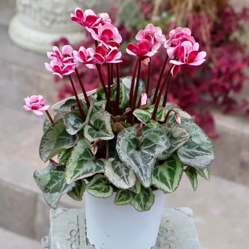 シクラメン｜球根植物｜ネット通販ショップ～風散歩～