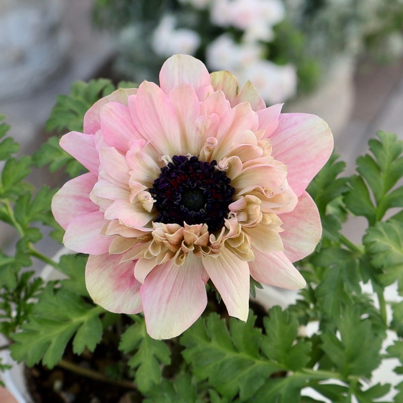 あもあもコメント　12個セット 欲しい色が買える!!《画像の現品1点限り》八重咲きアネモネ「momo(もも