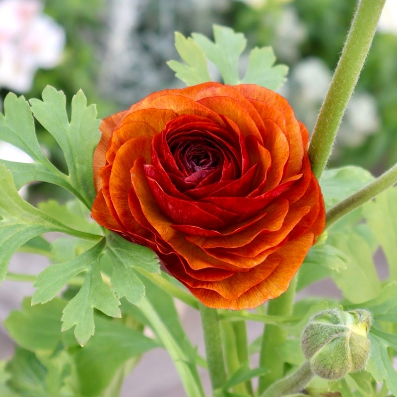 画像の現品1点限り》2色植えでお得♪うえたさんのラナンキュラス