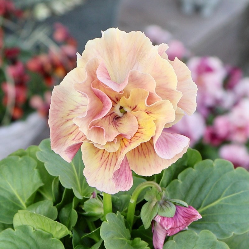 花色を選べる《画像の現品1点限り》吉村さん生産の八重咲きパンジー