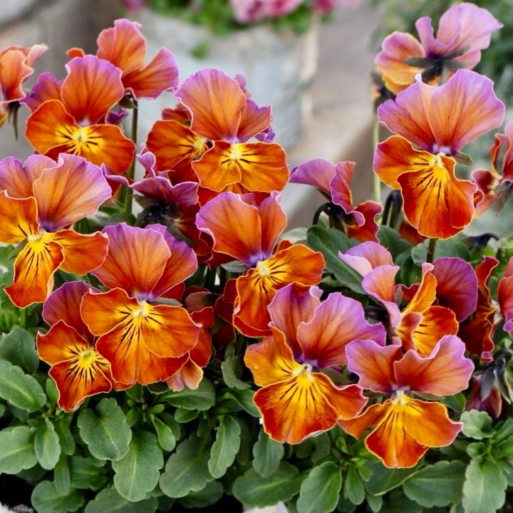 画像で花弁の色・形を選べる!!《画像の現品》うえたビオラ「フェアリーフェネック」15番