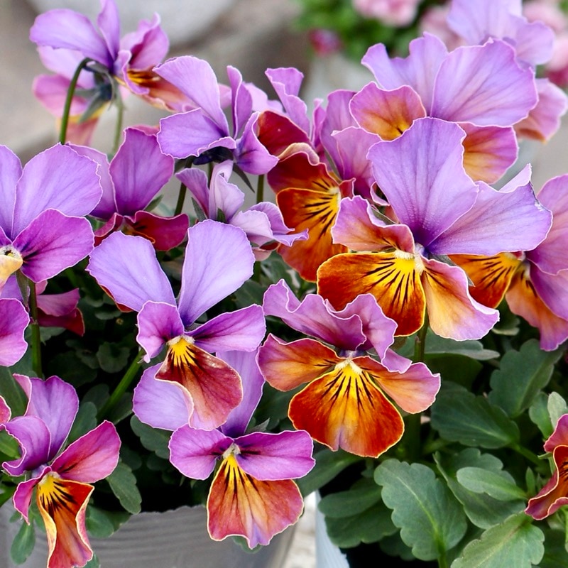 ラスト!!画像で花弁の色・形を選べる!!うえたビオラ「フェアリーフェネック」18番