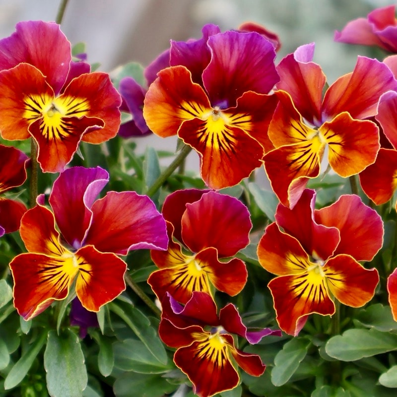 画像で花弁の色・形を選べる!!《画像の現品》うえたビオラ「フェアリーフェネック」19番