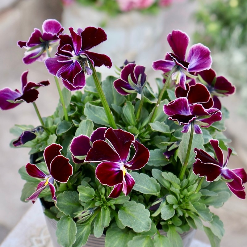 画像で花弁の色・形を選べる!!《画像の現品1点限り》うえたビオラ「フェアリーフェネック」20番