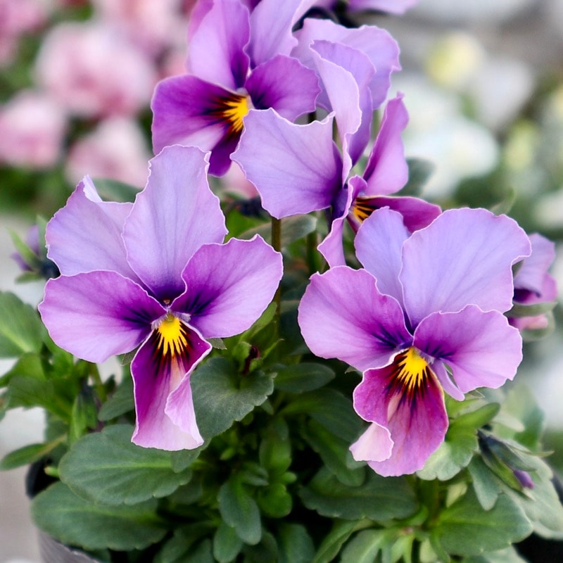 画像で花弁の色・形を選べる!!《画像の現品1点限り》うえたビオラ「フェアリーフェネック」21番