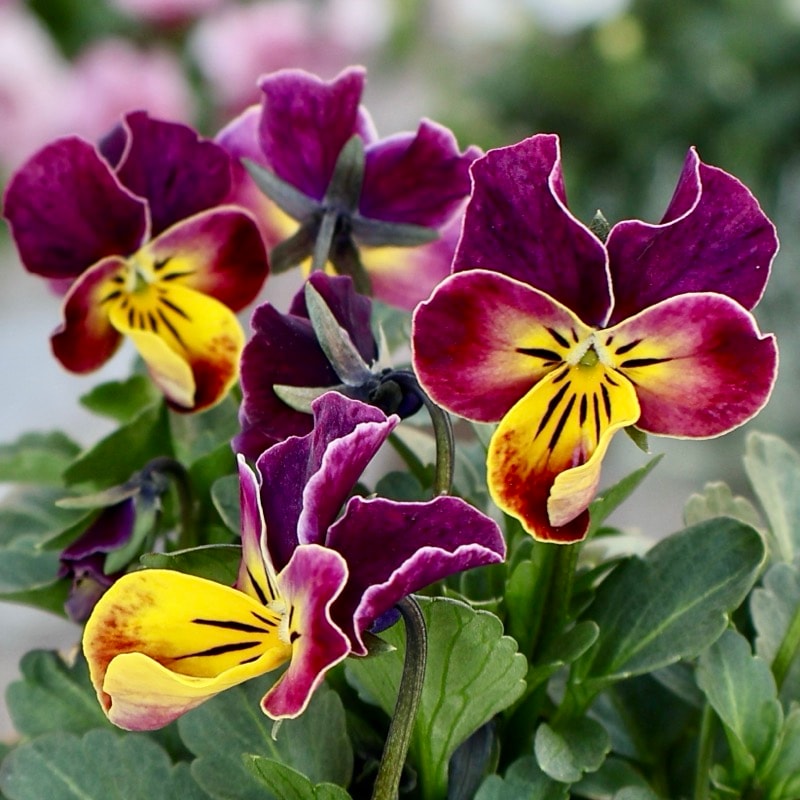 画像で花弁の色・形を選べる!!《画像の現品1点限り》うえたビオラ「フェアリーフェネック」22番