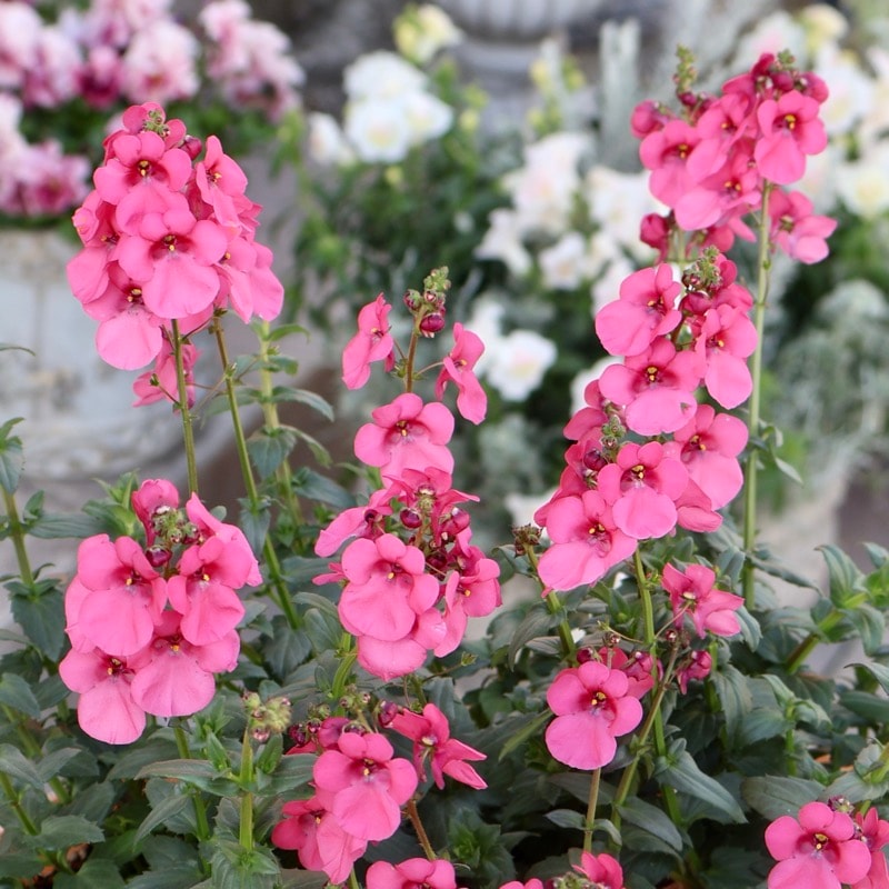 素敵な花苗とおしゃれなガーデニング雑貨｜ネット通販ショップ～風散歩～