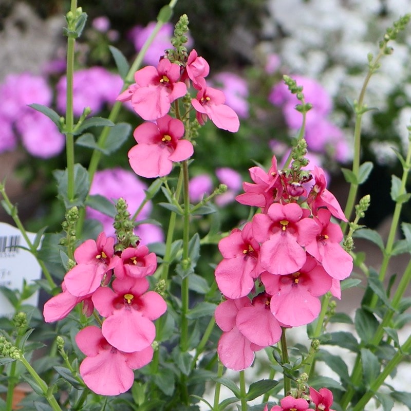 蕾いっぱい♪ナチュラルな開花株!! ディアスシア・トリニティ「サーモンピンク」