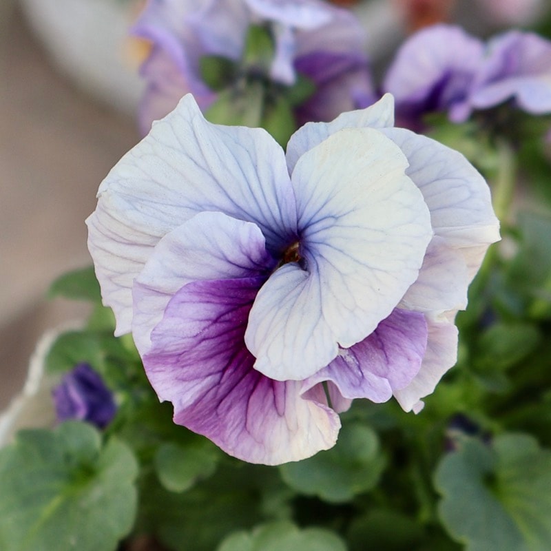 《画像の現品1点限り》 北島園芸さんのフリル咲きビオラ「ふんわりフリル(仮名)」6番　