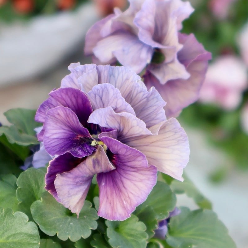 《画像の現品1点限り》 北島園芸さんのフリル咲きビオラ「ふんわりフリル(仮名)」7番　