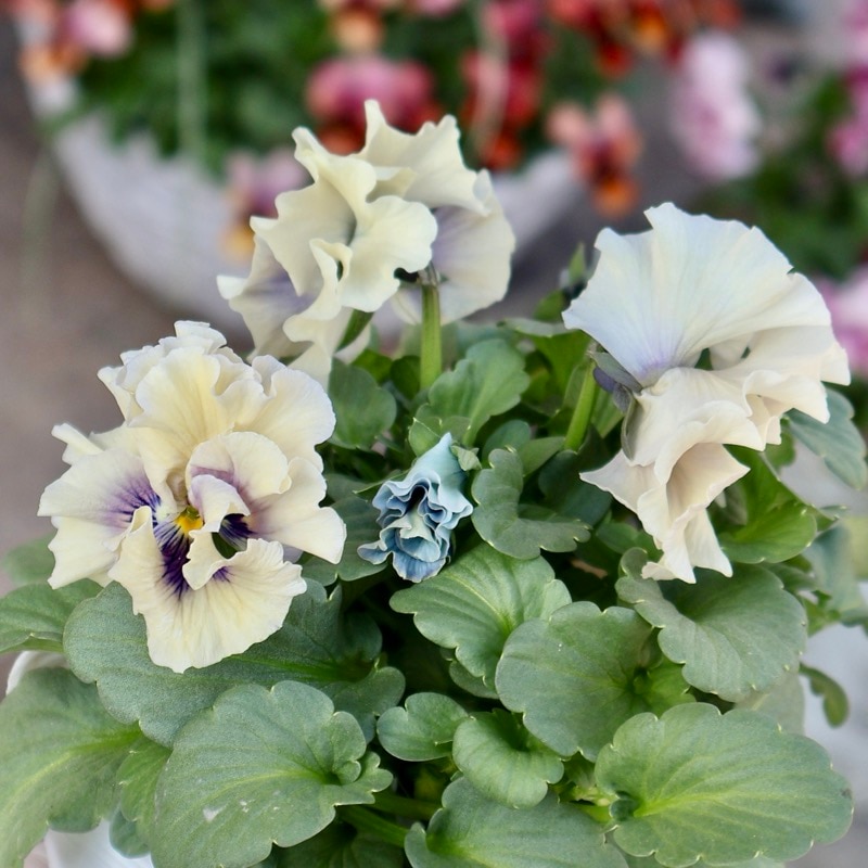 《画像の現品1点限り》 北島園芸さんのフリル咲きビオラ「ふんわりフリル(仮名)」8番　