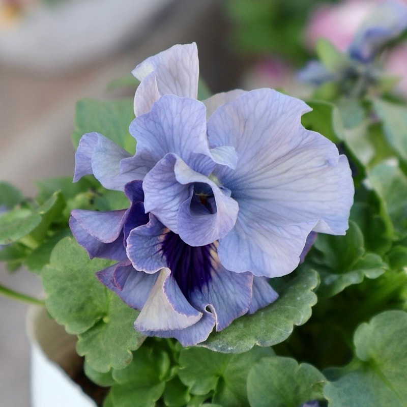 《画像の現品1点限り》 北島園芸さんのフリル咲きビオラ「ふんわりフリル(仮名)」9番　